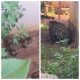 onca-pintada-invade-residencia-em-distrito-de-porto-velho