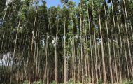 governo-de-ro-assume-papel-estrategico-no-enfrentamento-do-desmatamento-da-amazonia-legal