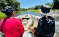 segunda-etapa-da-pesca-manejada-2025-envolve-comunidade-e-retira-mais-de-2,5-toneladas-de-peixes-do-rio-cautario