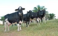governo-de-ro-impulsiona-pecuaria-leiteira-com-assistencia-tecnica-e-incentivo-a-produtividade