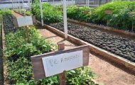 viveiro-florestal-e-entregue-pelo-governo-de-ro-em-nova-mamore-e-fomenta-acoes-ambientais-no-municipio
