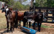 governo-de-ro-fortalece-a-pecuaria-leiteira-com-acoes-de-consultoria-tecnica-e-gerencial-em-todo-o-estado