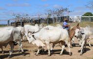 a-partir-de-sabado,-1o,-produtor-tera-30-dias-para-atualizar-cadastro-agropecuario-junto-a-idaron