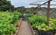alinhamento-de-estrategias-entre-governo-de-ro-e-municipios-amplia-producao-de-mudas-e-restauracao-ambiental