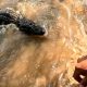 pescador-quase-e-mordido-por-jacare-ao-tentar-salvar-amigo-de-ataque