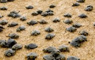 projeto-ambiental-do-governo-de-ro-resulta-na-soltura-de-228-mil-filhotes-de-tartaruga-da-amazonia-no-parque-estadual-corumbiara