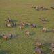 abate-de-bufalos:-como-sera-teste-para-erradicar-5-mil-animais-invasores-em-area-remota-da-amazonia