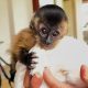 filhote-de-macaco-prego-se-perde-da-mae,-e-resgatado-e-batizado-de-‘ze-felipe’-em-ro