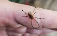 orientacoes-e-vigilancia-ampliam-acoes-de-prevencao do-governo-de-ro-contra-acidentes-com-animais-peconhentos