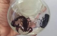 cuidados-com-animais-peconhentos-durante-periodo-de-chuvas-sao-orientados-pelo-governo-de-ro