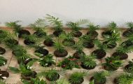projeto-com-artesanato-de-plantas-promove-ressocializacao-e-futura-insercao-no-mercado-de-trabalho