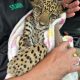 sedam-confirma-morte-de-filhote-de-onca-pintada-resgatado-em-ro