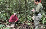 castanha-da-amazonia-fortalece-economia-durante-a-safra-2026-nas-reservas-extrativistas-de-rondonia