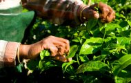 dia-do-agronegocio:-governo-de-ro-destaca-forca-do-campo-e-celebra-setor-que-impulsiona-a-agricultura-rural