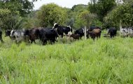 programa-estadual-fortalece-pecuaria-leiteira-e-aumenta-produtividade-na-agricultura-familiar-em-rondonia