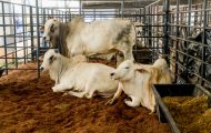 governo-de-ro-reduz-icms-do-gado-para-fortalecer-cadeia-da-carne-e-ampliar-competitividade-do-setor