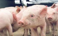 rondonia-viabiliza-producao-de-suinos-com-foco-em-mercado-e-exportacao