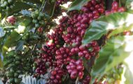 chamamento-publico-credencia-fornecedores-de-cafe-robusta-amazonico-para-secretaria-de-financas