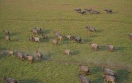 comeca-teste-para-abater-5-mil-bufalos-invasores-em-area-remota-da-amazonia;-entenda