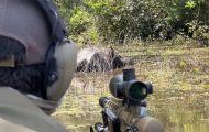 mpf-pede-a-justica-que-icmbio-suspenda-abate-de-bufalos-invasores-em-reservas-na-amazonia