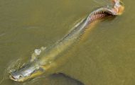 pirarucu:-entenda-porque-peixe-nativo-da-amazonia-se-tornou-invasor-dentro-do-proprio-rio
